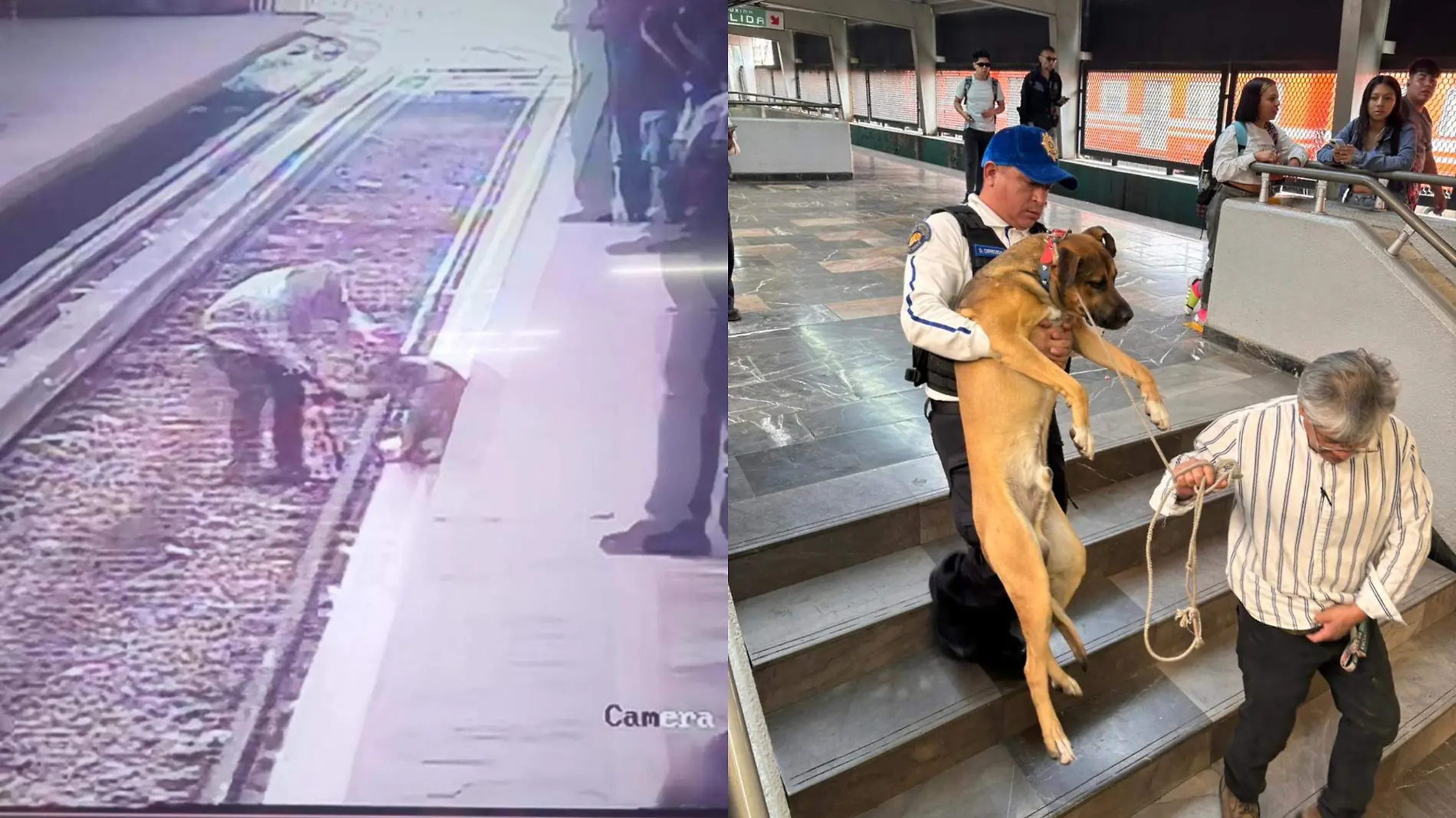 Perrito rescatado en Martín Carrera